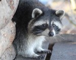 Подарете си едно невероятно преживяване в животинския свят с Посещение за двама в зоопарк Бургас от Makaroon Подарете си едно невероятно преживяване в животинския свят с Посещение за двама в зоопарк Бургас от Makaroon