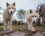 Подарете си едно невероятно преживяване в животинския свят с Посещение за двама в зоопарк Бургас от Makaroon Подарете си едно невероятно преживяване в животинския свят с Посещение за двама в зоопарк Бургас от Makaroon