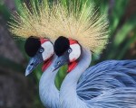 Подарете си едно невероятно преживяване в животинския свят с Посещение за двама в зоопарк Бургас от Makaroon Подарете си едно невероятно преживяване в животинския свят с Посещение за двама в зоопарк Бургас от Makaroon
