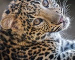 Подарете си едно невероятно преживяване в животинския свят с Посещение за двама в зоопарк Бургас от Makaroon Подарете си едно невероятно преживяване в животинския свят с Посещение за двама в зоопарк Бургас от Makaroon