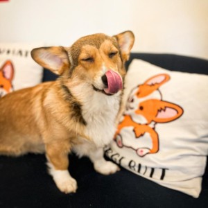 Дегустация на 3 вида вино за двама в компанията на кученца корги  Дегустация на 3 вида вино за двама в компанията на кученца корги