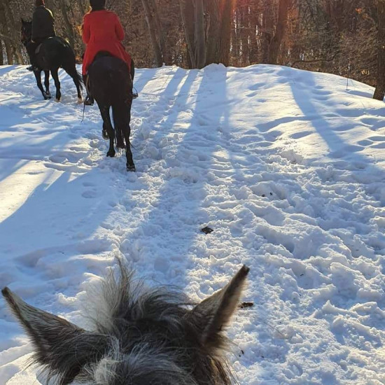 Разходка с кон в полите на Витоша от Макароон