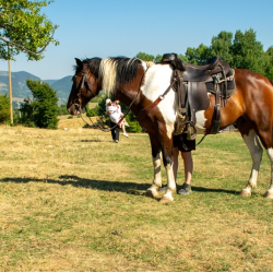 Фотосесия с коне и български народни носии за до 2-ма човека в Ранчо Аврора, с. Заселе, община Своге Фотосесия с коне и български народни носии за до 2-ма човека в Ранчо Аврора, с. Заселе, община Своге
