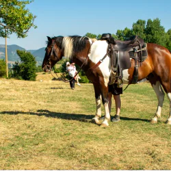 Фотосесия с коне и български народни носии за до 2-ма човека в Ранчо Аврора, с. Заселе, община Своге