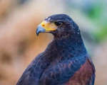 Очи в очи с най-красивите хищни птици в природата с "Премиум представление с мишелов и орел" от Makaroon