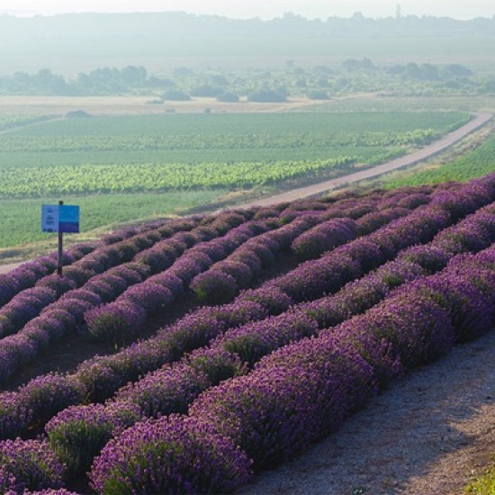 В света на лавандулата - една необикновена арома дегустация за двама от Makaroon