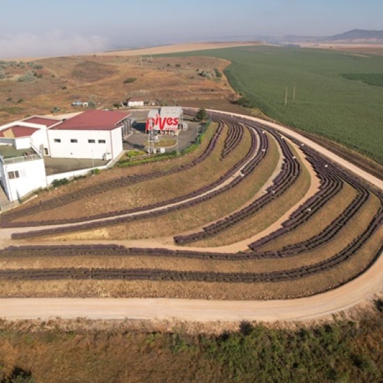 В света на лавандулата - една необикновена арома дегустация за двама от Makaroon