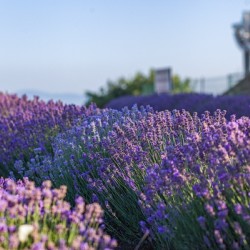 Арома дегустация на лавандула за двама в ДиВес Естейт, Поморие