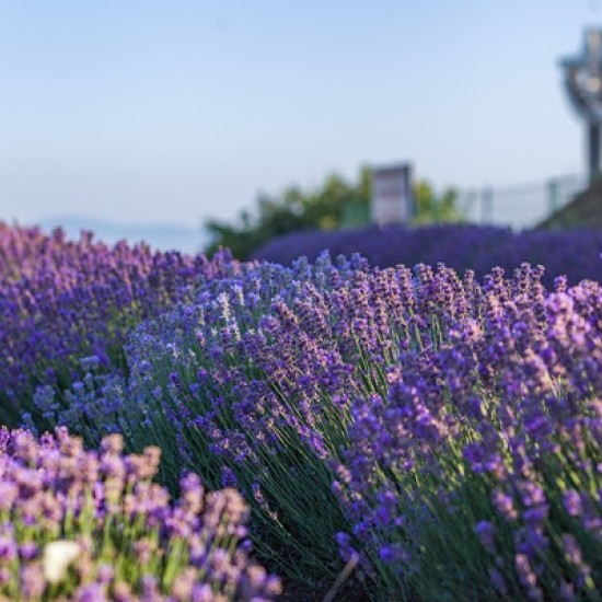 В света на лавандулата - една необикновена арома дегустация за двама от Makaroon