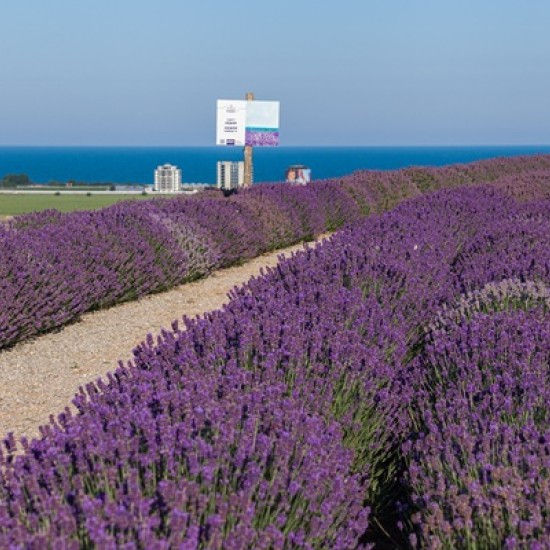 В света на лавандулата - една необикновена арома дегустация за двама от Makaroon