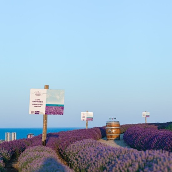 В света на лавандулата - една необикновена арома дегустация за двама от Makaroon