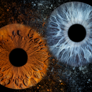 Ирисова Фотография край Бургас – заснемане на един ирис  Ирисова Фотография край Бургас – заснемане на един ирис