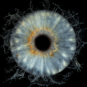 Ирисова Фотография край Бургас – заснемане на един ирис  Ирисова Фотография край Бургас – заснемане на един ирис