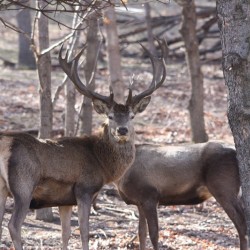Дивото Зове - сафари с наблюдение на диви животни, разходка, стрелба с лък и барбекю край Ихтиман